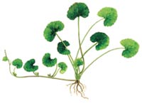 Centella asiatica